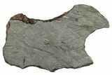 Etched Iron Meteorite Slice ( g) - Chad #272593-1